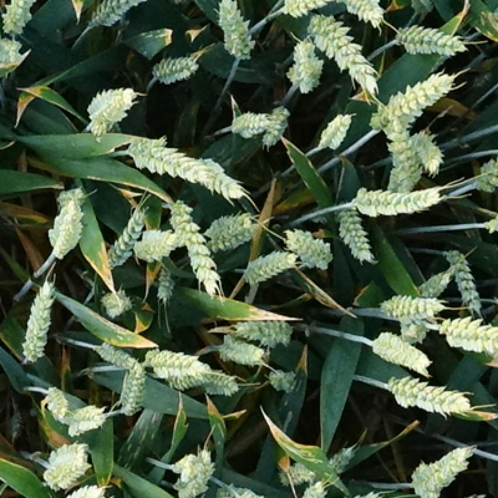 wheat image