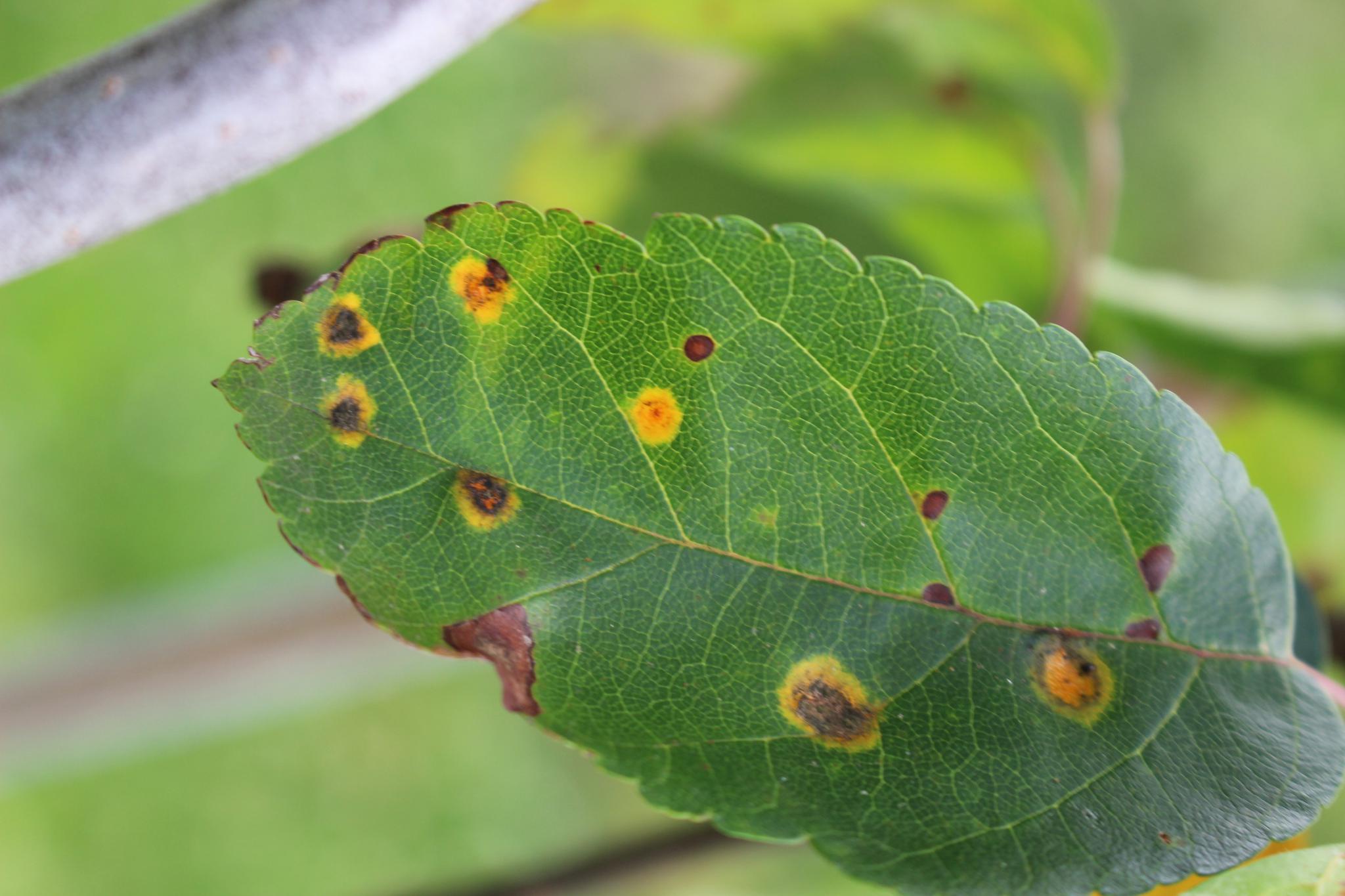 apple tree leaf image